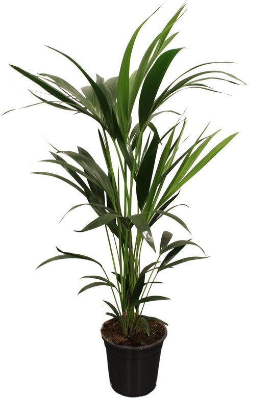 Howea Forsteriana (Kentia)