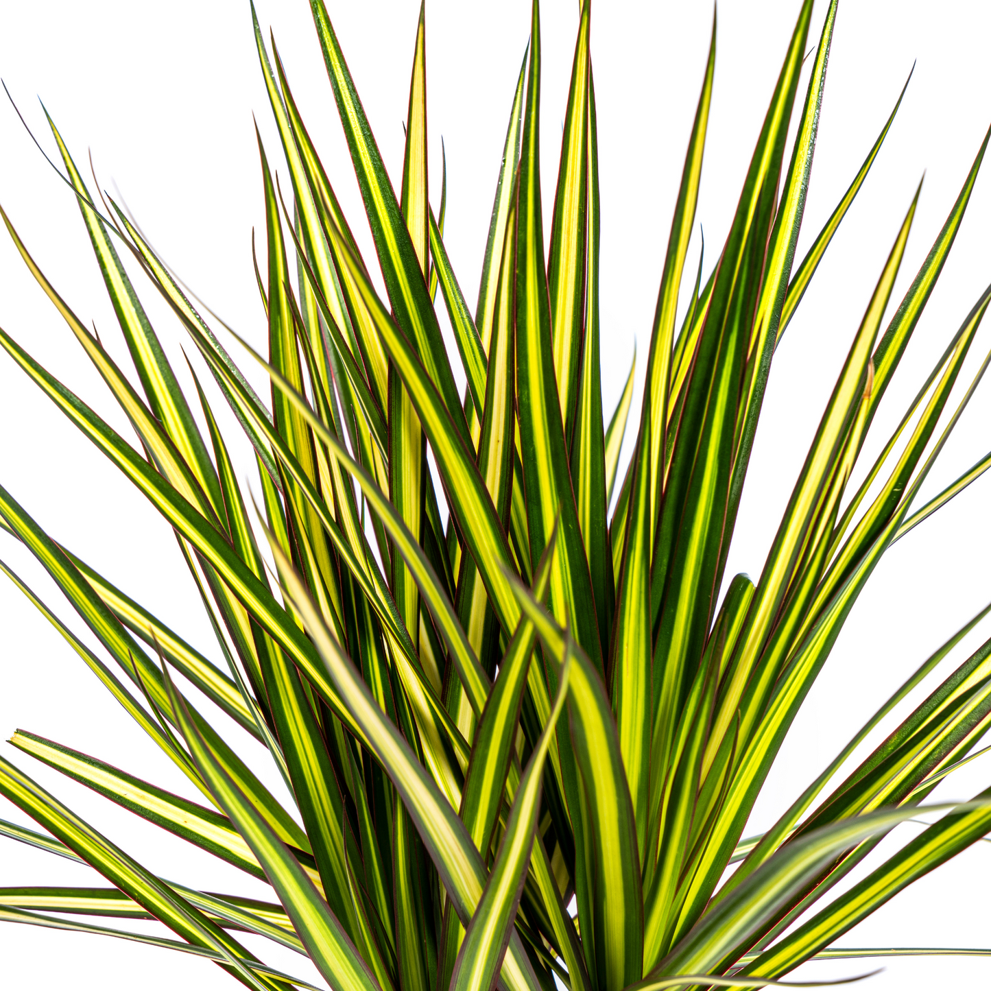 Dracaena Marginata Sunray