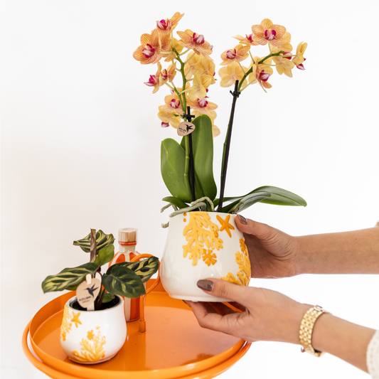 Coral  - Yellow - Ø9cm