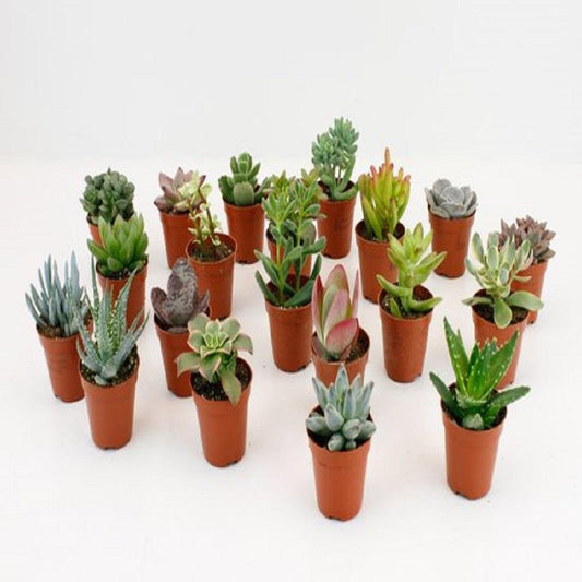 Vetplantjes