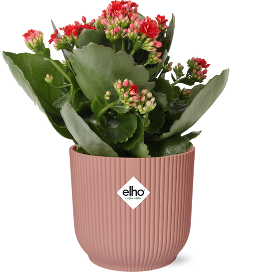 Kalanchoe Rosalina Don Justino Rood  + ELHO Vibes Fold roze