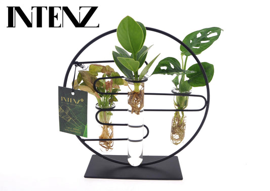 Kamerplanten Intenz Mix In Dubai 2.0 Glas
