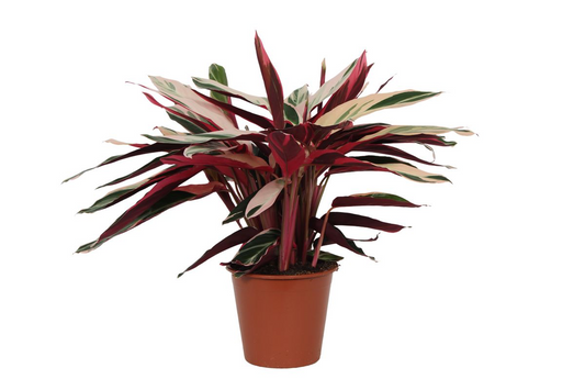 Calathea Triostar (Stromanthe)