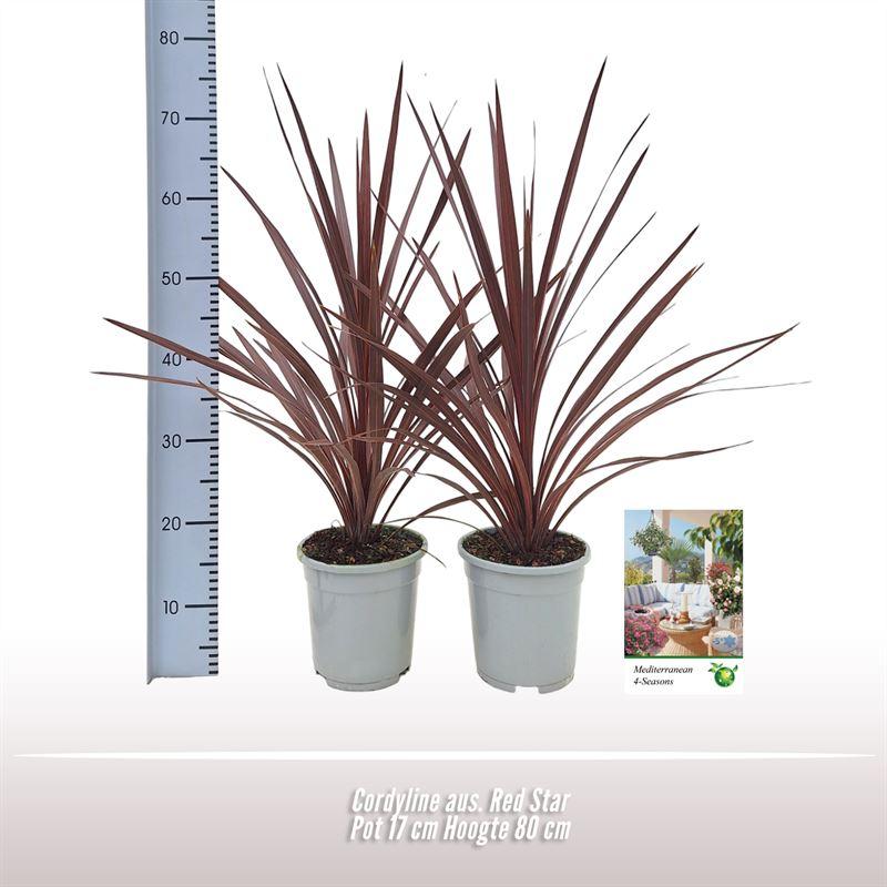 Cordyline Aus. Red Star - 1 stuks