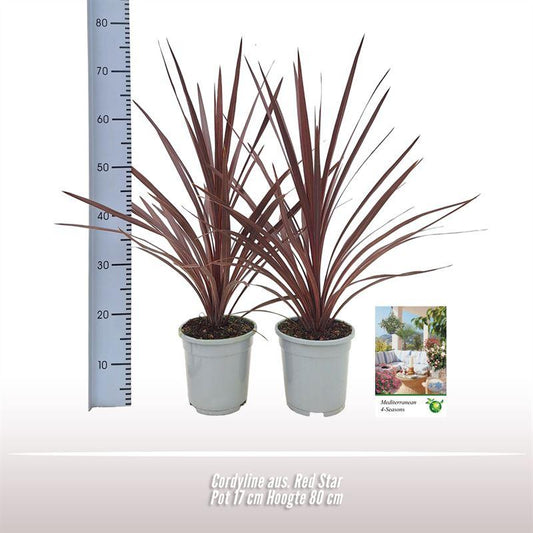 Cordyline Aus. Red Star - 1 stuks