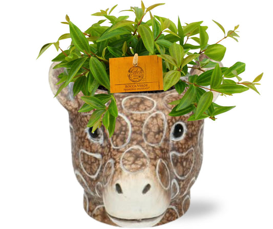 Peperomia Ang. Rocca Vivace + Planter Giraf Bruin