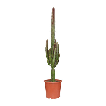 Euphorbia Trigona Rubra