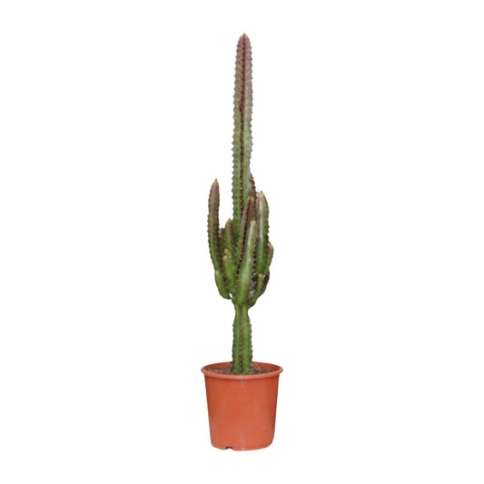 Euphorbia Trigona Rubra