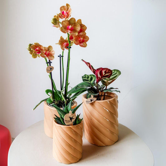 Candy sierpot Hoog Peach