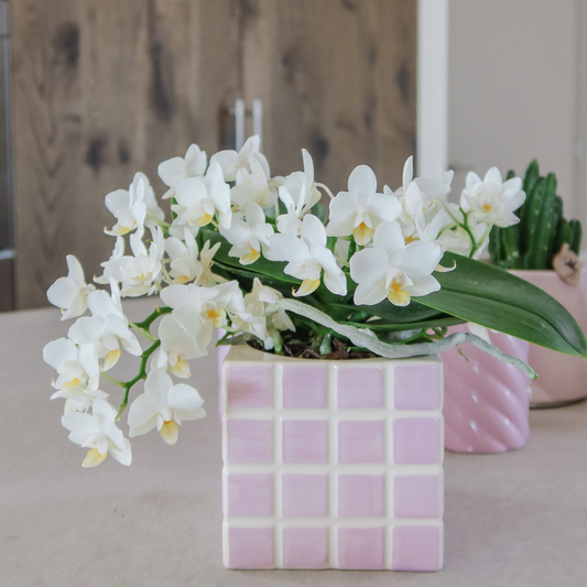 Mosa sierpot - Pink