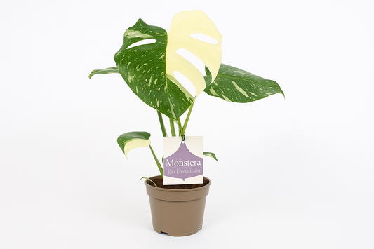Monstera Thai Constellation