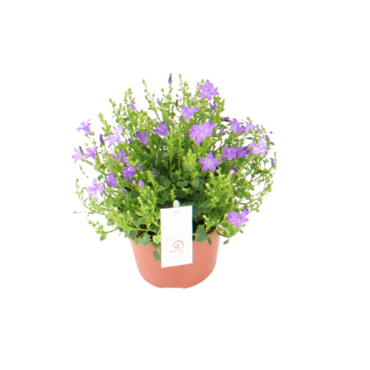 Campanula