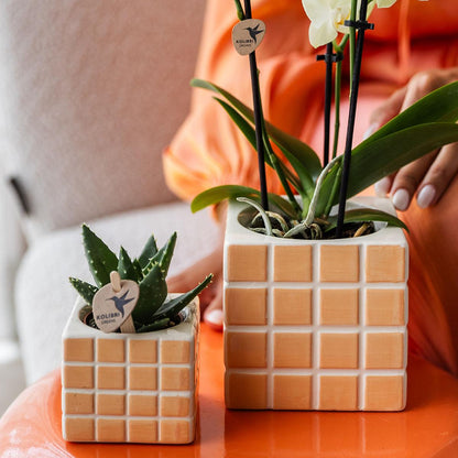 Mosa sierpot Oranje