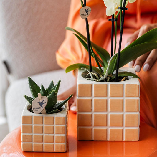 Mosa sierpot Oranje