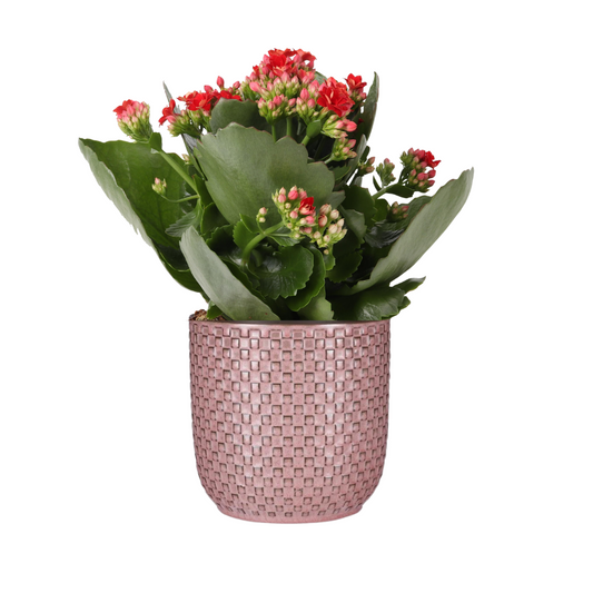 Kalanchoe Rosalina Don Justino Rood + Pot relief roze