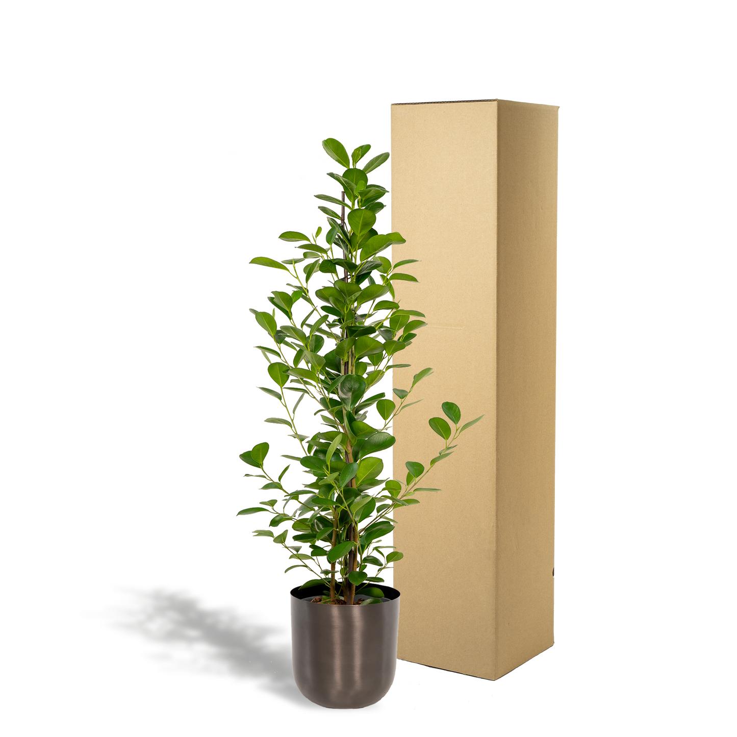 Ficus microcarpa Moclame + Pot Mayk Lead