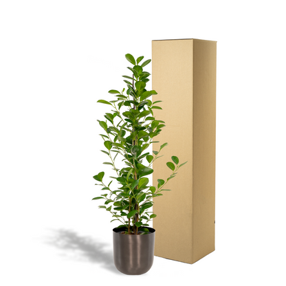 Ficus microcarpa Moclame + Pot Mayk Lead