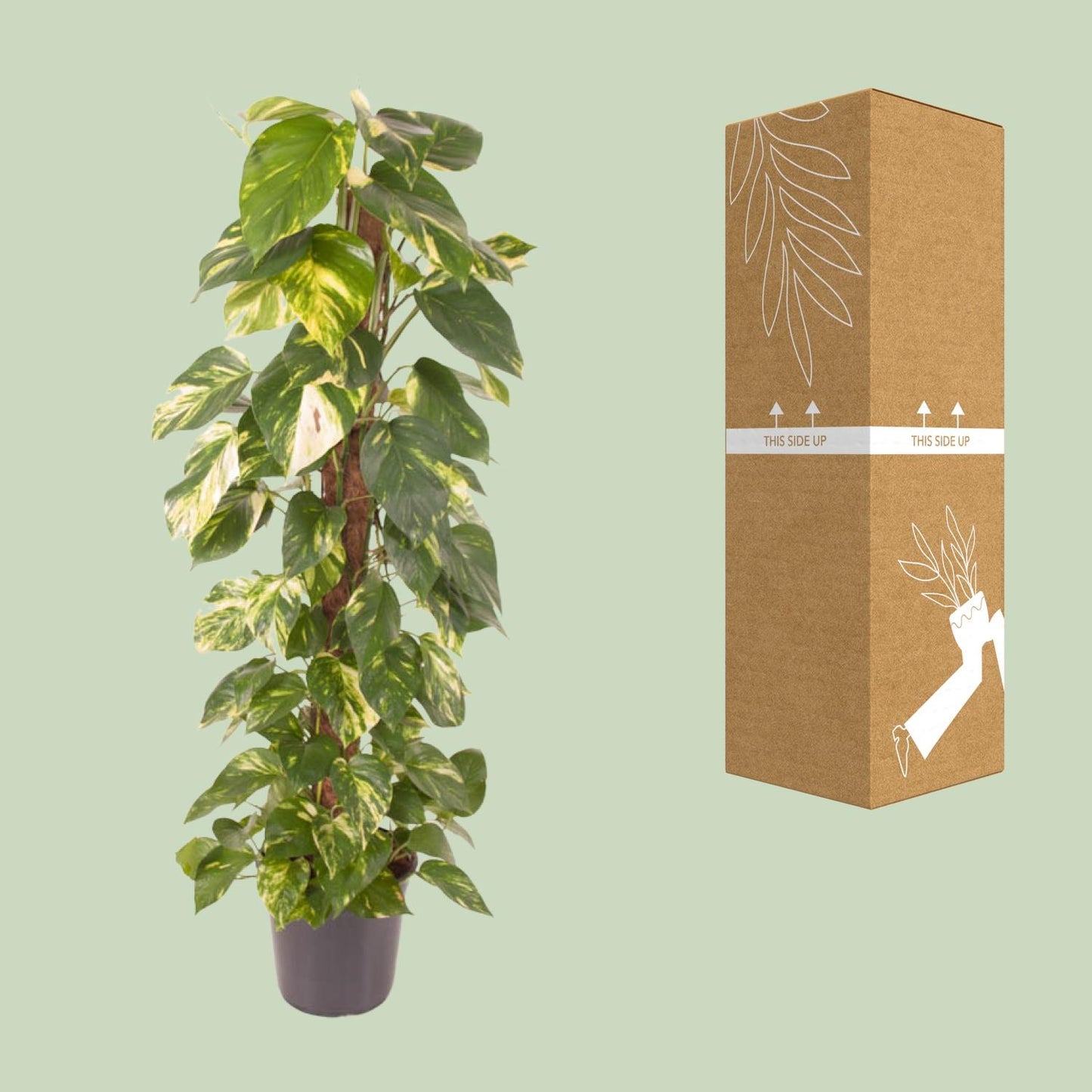 Epipremnum Pinnatum