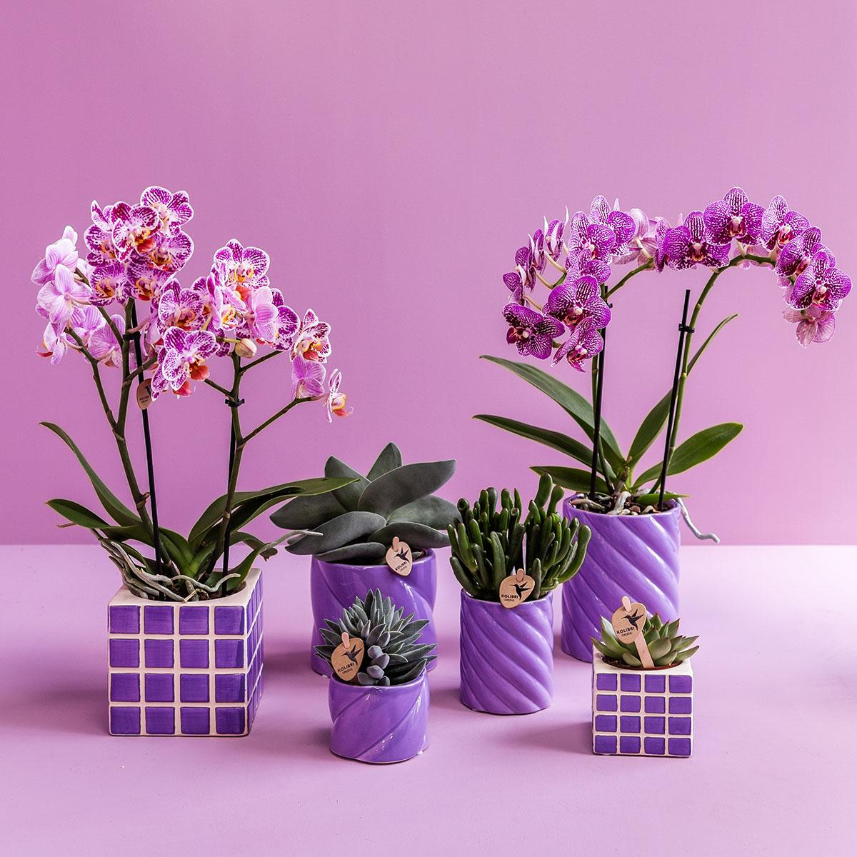 Mosa sierpot - Lilac