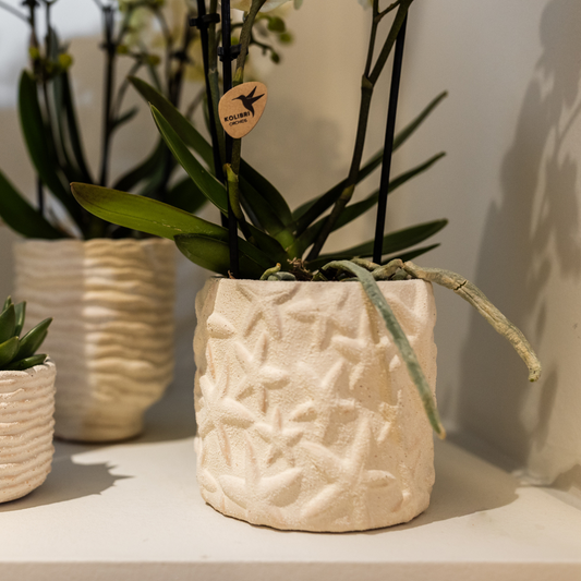 Star Fish sierpot - Off White - Ø6cm