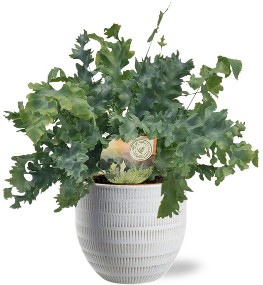 Phlebodium Davana + Beau Pot Wit