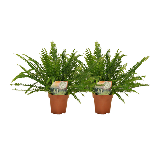 Nephrolepis krulvaren