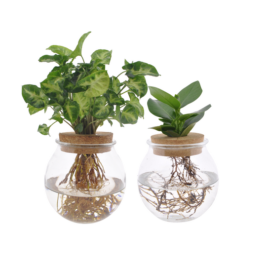Bolglas Duo Clusia/Syngonium Green