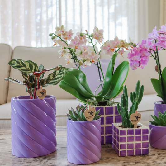 Candy sierpot Hoog Lilac