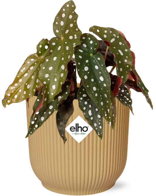 Begonia Maculata ELHO geel