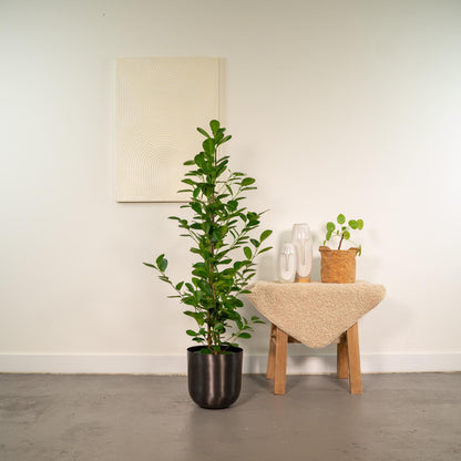 Ficus microcarpa Moclame + Pot Mayk Lead