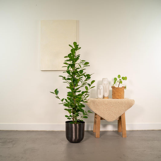 Ficus microcarpa Moclame + Pot Mayk Lead