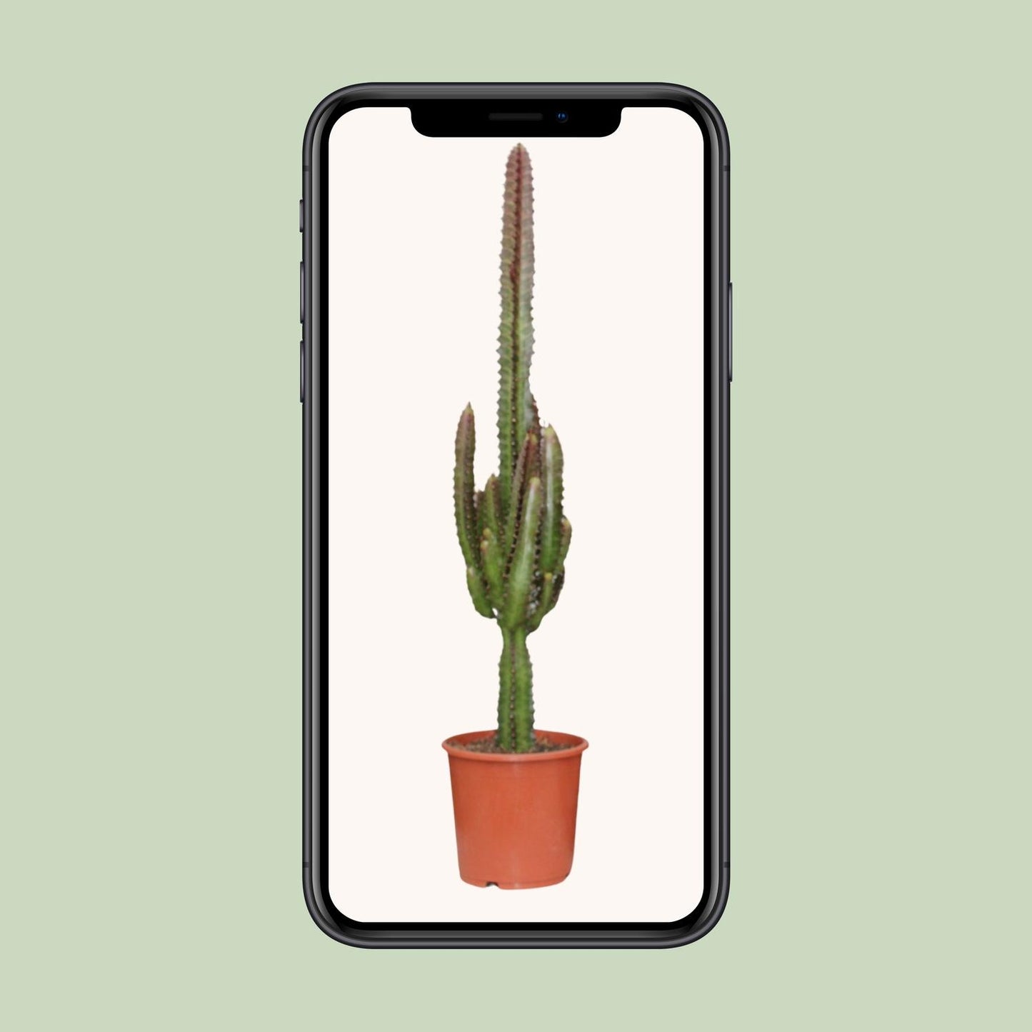 Euphorbia Trigona Rubra