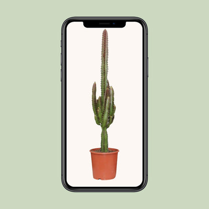 Euphorbia Trigona Rubra