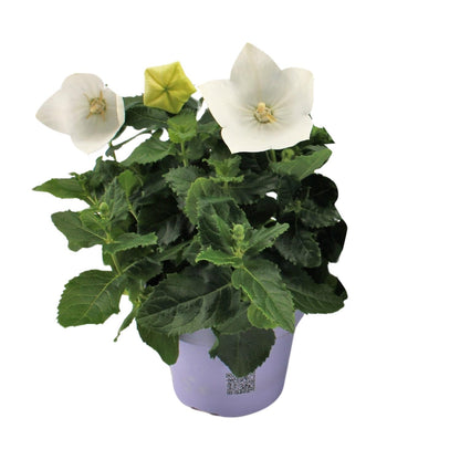 Platycodon White
