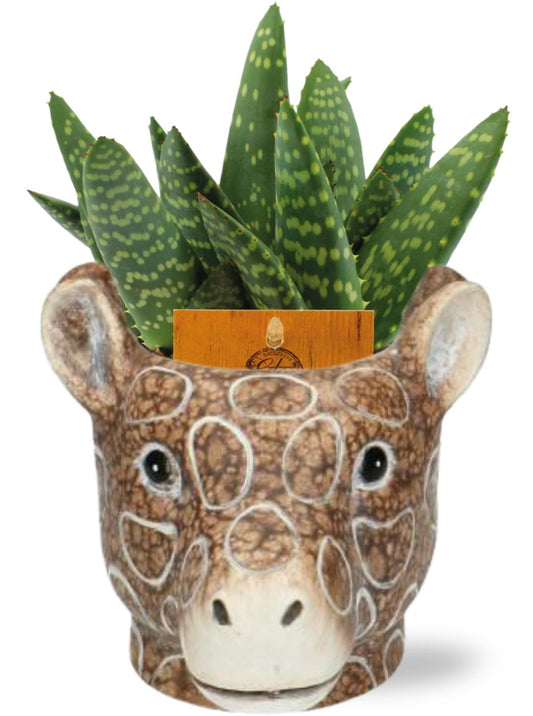 Aloe Paradisicum  in Planter Giraf  Bruin