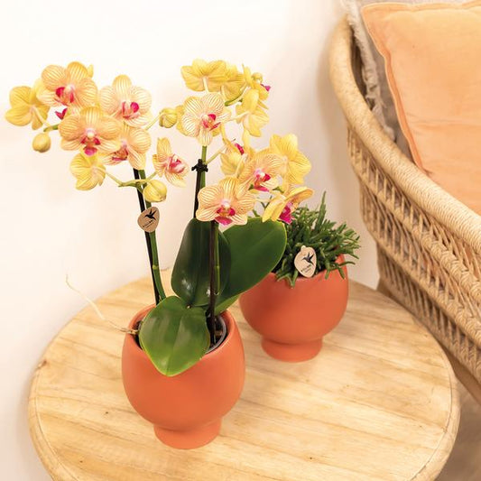 Oranje Phalaenopsis orchidee potmaat Ø9cm