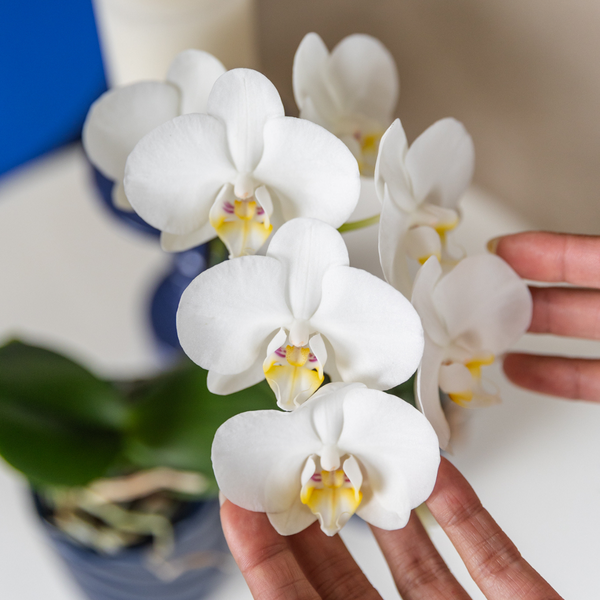 Witte Phalaenopsis orchidee - Amabilis - potmaat Ø9cm