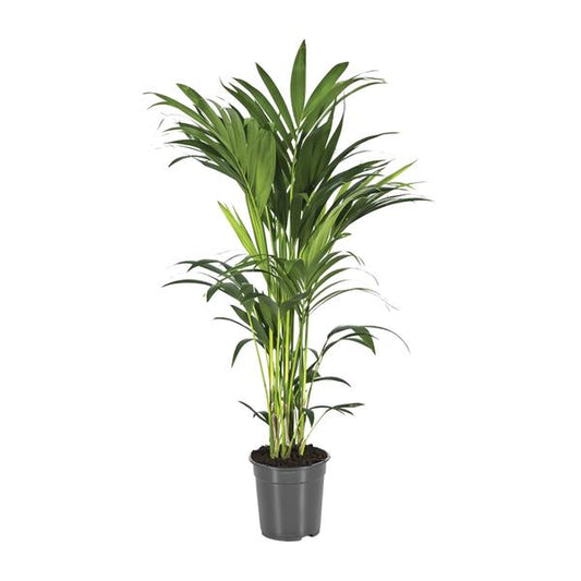 Howea Forsteriana