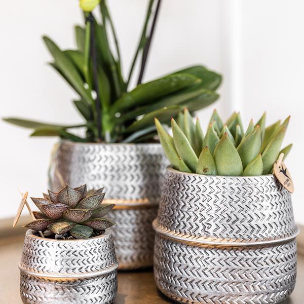 Set met witte Phalaenopsis orchidee Amabilis Ø9cm en groene plant Succulent Aloe Brevifolia Ø6cm  | incl. zilver keramieken sierpotten