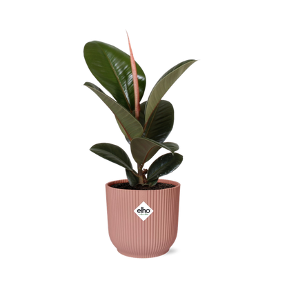 Ficus Elastica ‘Robusta’ in ELHO Vibes Fold roze