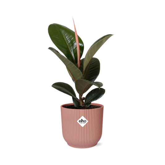 Ficus Elastica ‘Robusta’ in ELHO Vibes Fold roze
