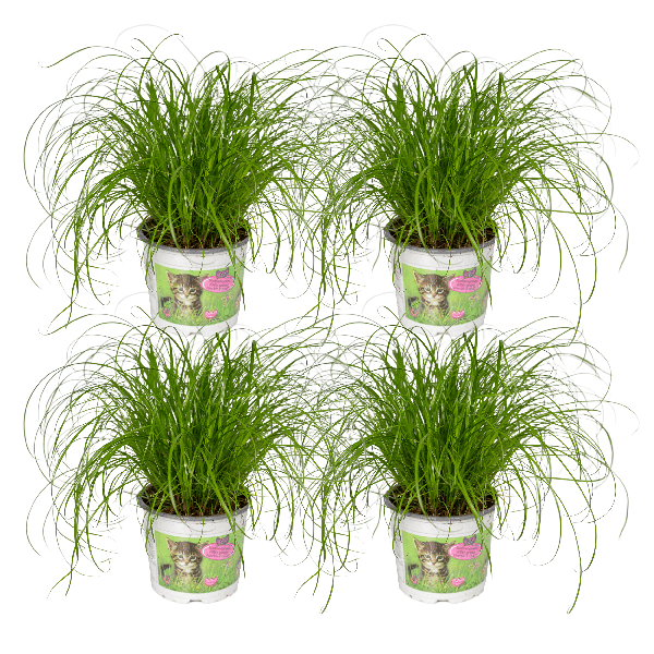 Cyperus Alternifolius (Kattengras) - 4 stuks