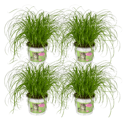Cyperus Alternifolius (Kattengras) - 4 stuks