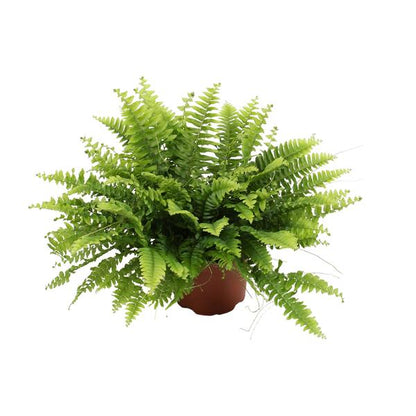 Nephrolepis Boston Green Moment