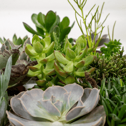 Succulenten Mix - 18 stuks - 10 cm - Ø8,5