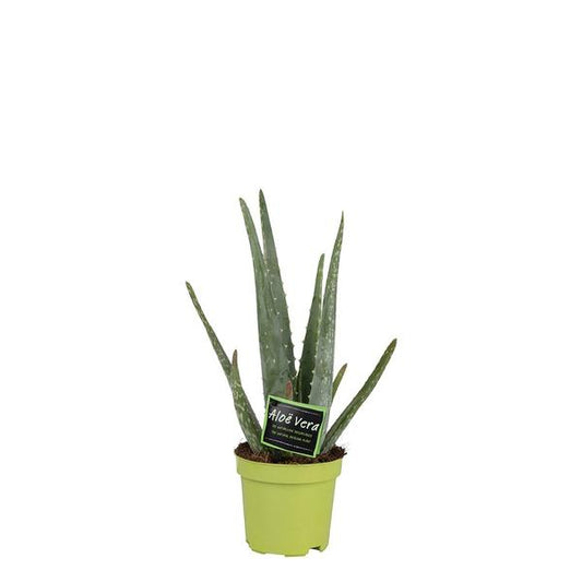 #AloeVera #AloePlant #SucculentPlants #IndoorPlants #Houseplants #LowMaintenancePlants #AirPurifyingPlants #EasyCarePlants #HomeDecor #NaturalHealing #MedicinalPlants #GreenLiving #HealthyPlants #TropicalPlants #EvergreenPlants #SucculentLovers #PlantDecor #OfficePlants #IndoorGreenery #PlantLovers #AloeLovers #HealingPlants #EcoFriendlyDecor #IndoorSucculents #PlantCare