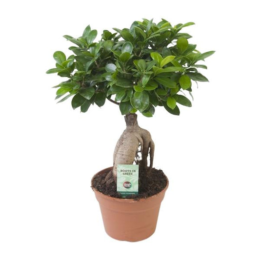Ficus Ginseng