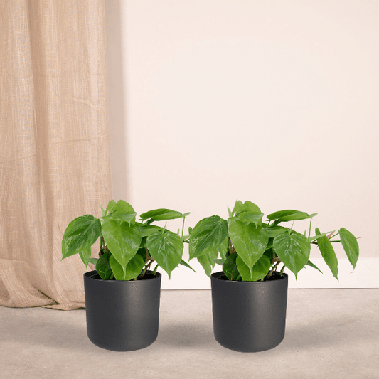 Philodendron Scandens - set van 2