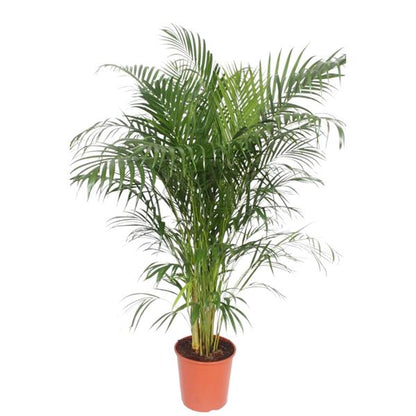 Dypsis Lutescens (Areca Palm)