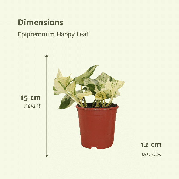 Epipremnum Happy Leaf - Scindapsus - 15cm - ø12 kwartet
